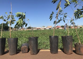 Parque dos Girassóis em Campo Grande recebe 308 mudas de árvores