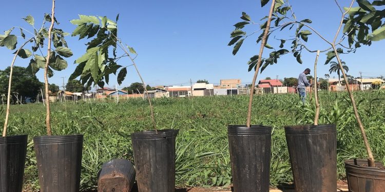 Parque dos Girassóis em Campo Grande recebe 308 mudas de árvores