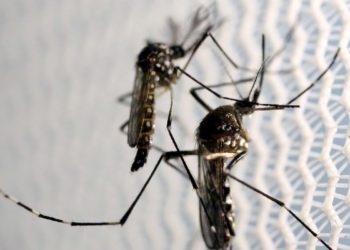 Pesquisa: 31% dos brasileiros acham que a dengue acabou na pandemia