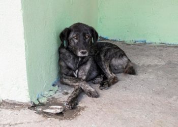 Comper e CCZ fazem doação de cães e gatos e vacinação