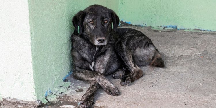Comper e CCZ fazem doação de cães e gatos e vacinação