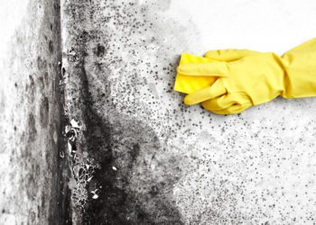 Período chuvoso facilita o aparecimento de mofo