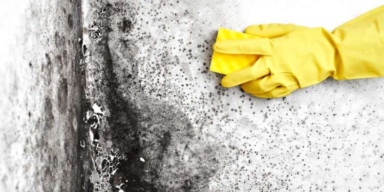 Período chuvoso facilita o aparecimento de mofo