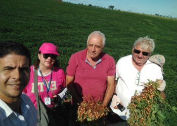 Empresários decidem investir na cultura do amendoim em terras camapuanenses.