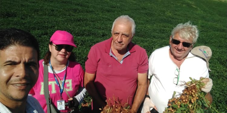 Empresários decidem investir na cultura do amendoim em terras camapuanenses.