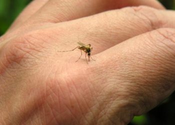 Leishmaniose visceral faz nona vítima neste ano em Mato Grosso do Sul