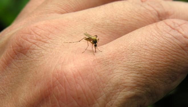 Leishmaniose visceral faz nona vítima neste ano em Mato Grosso do Sul