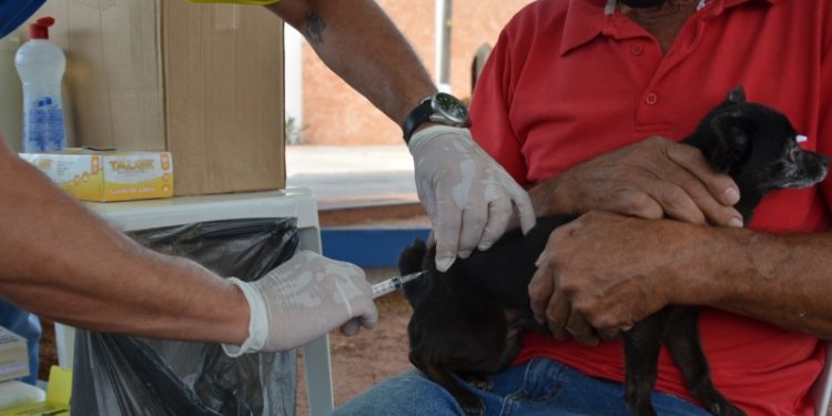 Campanha Antirrábica imuniza 5.802 animais em Costa Rica; vacinação continua no Castramóvel