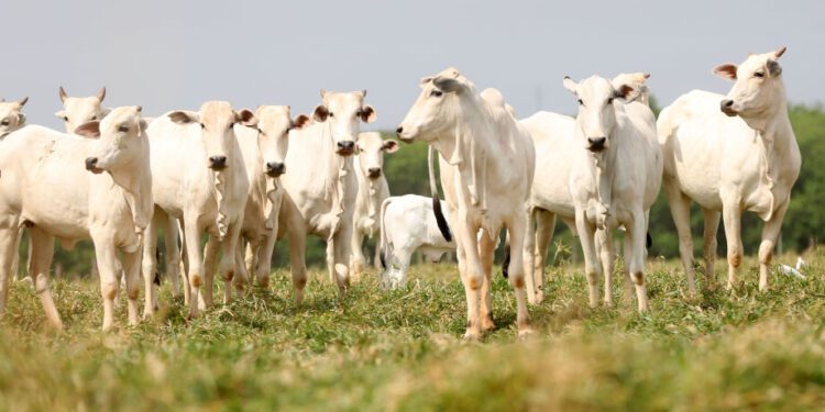 MS se destaca com 13 municípios entre os mais ricos do agro no País