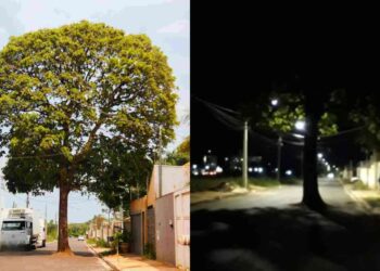 Asfalto chegou, mas árvore ficou no meio da rua e exigirá ‘transplante’ em Campo Grande