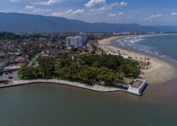 Litoral paulista: em duas semanas, 15 golfinhos são encontrados mortos