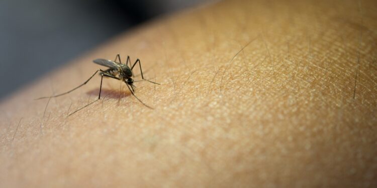 Comper e Prefeitura Municipal lançam campanha ‘Agente Anti Mosquito’ pelo 15⁰ ano consecutivo