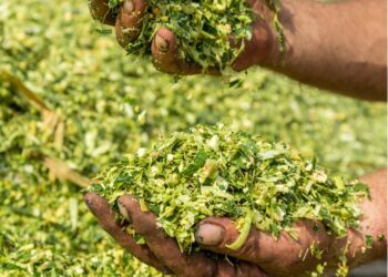 Tecnoshow Comigo: Biogénesis Bagó destaca Projeto ‘Boi Azul’ conectando protocolo de entrada em confinamento e tecnologia de inoculantes para silagem