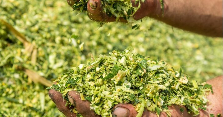 Tecnoshow Comigo: Biogénesis Bagó destaca Projeto ‘Boi Azul’ conectando protocolo de entrada em confinamento e tecnologia de inoculantes para silagem