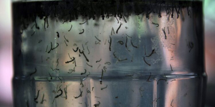 Com alta de casos, governo cria centro para monitorar dengue