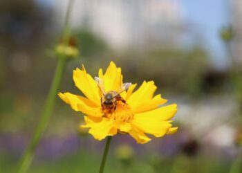 Pesquisa mostra importância de áreas verdes urbanas para a saúde