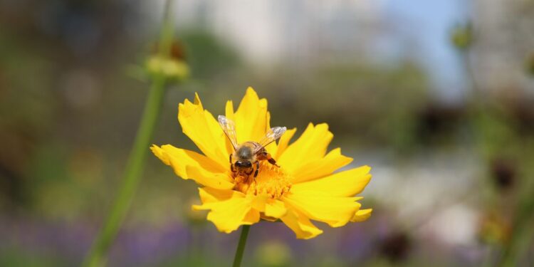 Pesquisa mostra importância de áreas verdes urbanas para a saúde
