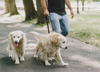 “Cãominhada” promove conscientização contra maus tratos