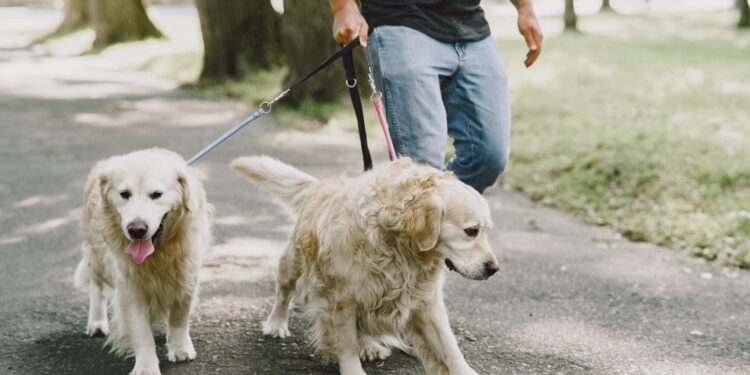 “Cãominhada” promove conscientização contra maus tratos