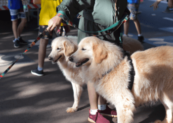 Seminário discute política de proteção aos animais em MS nesta terça e quarta