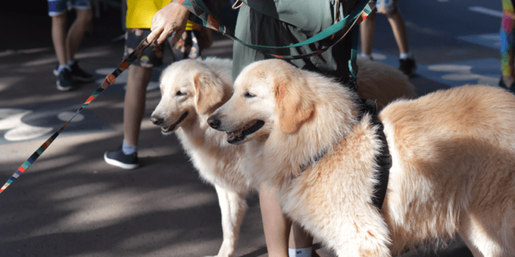 Seminário discute política de proteção aos animais em MS nesta terça e quarta