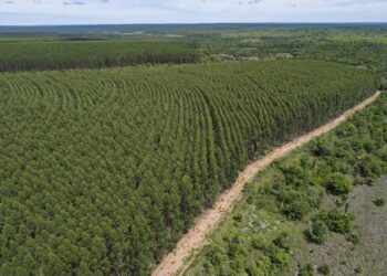 Relatório de Impacto Ambiental da Arauco é publicado no site do Imasul