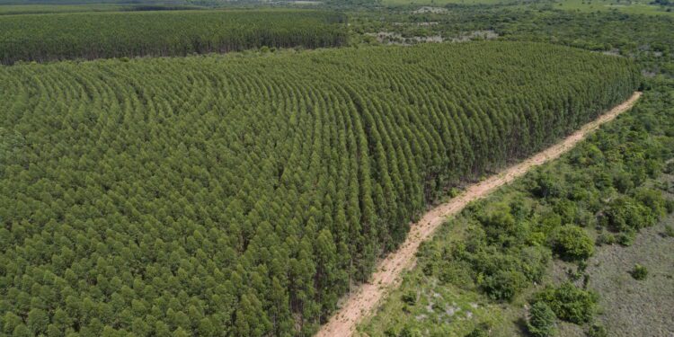 Relatório de Impacto Ambiental da Arauco é publicado no site do Imasul