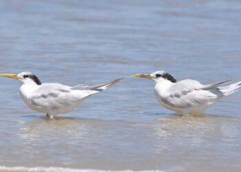 Ministério confirma mais um caso de gripe aviária; total chega a 31
