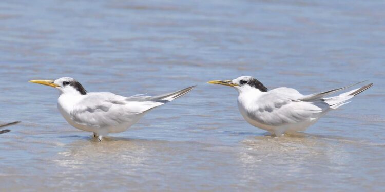 Ministério confirma mais um caso de gripe aviária; total chega a 31