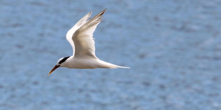 Governo abre crédito de R$ 200 milhões para combater gripe aviária