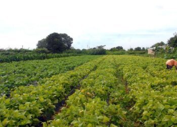 Conselho Monetário aprova medidas do Plano Safra