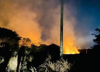 Incêndio criminoso na reserva da CESP de Três Lagoas destrói quase 20 hectares de mata e ameaça animais nativos