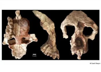 Cientistas desafiam tese da África como berço da humanidade