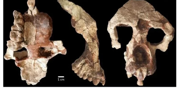 Cientistas desafiam tese da África como berço da humanidade