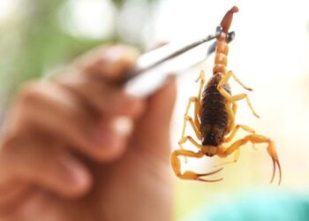 Mais uma criança morre após picada de escorpião em MS