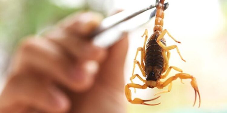 Mais uma criança morre após picada de escorpião em MS