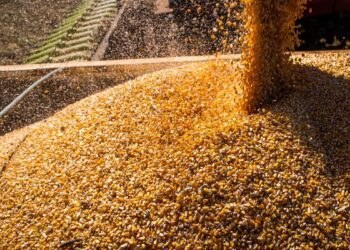 Com queda na produtividade média, safra de grãos deve ser menor