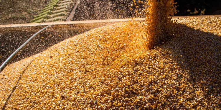 Com queda na produtividade média, safra de grãos deve ser menor