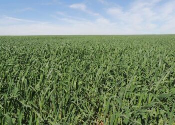 Área reservada à agropecuária no país cresceu 50% em 37 anos