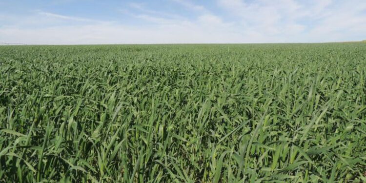 Área reservada à agropecuária no país cresceu 50% em 37 anos