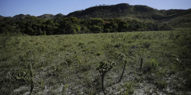 Desmatamento do Cerrado cresce 3% em um ano; área atinge 11 mil km²