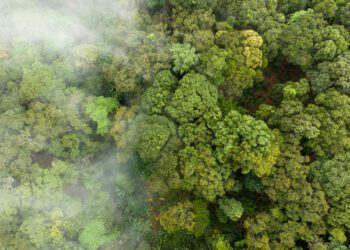 ONU estima que fenômeno climático El Niño pode durar pelo menos até abril de 2024