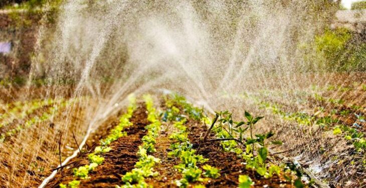 Agricultura familiar de MS terá mais R$ 4 milhões no Programa de Aquisição de Alimentos