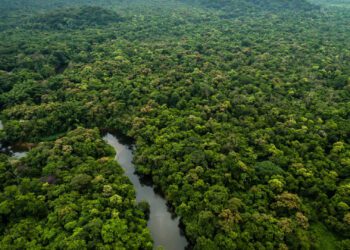 Reino Unido anuncia mais R$ 215 milhões para o Fundo Amazônia