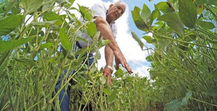 Prorrogado prazo para cadastro de áreas de plantio de soja até 31 de janeiro em MS
