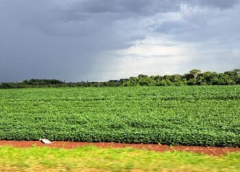 Prazo para cadastro de áreas de plantio de soja encerra em 31 de janeiro em MS