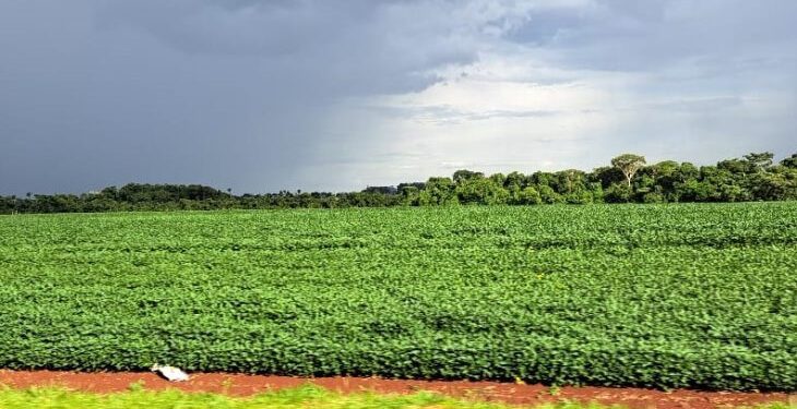 Prazo para cadastro de áreas de plantio de soja encerra em 31 de janeiro em MS