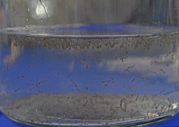 Guerra ao mosquito: Saúde alerta população de MS para atuar na eliminação de focos residenciais