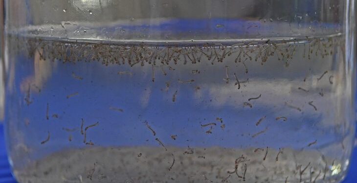 Guerra ao mosquito: Saúde alerta população de MS para atuar na eliminação de focos residenciais