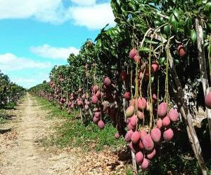 Potencial da agricultura brasileira desperta interesse e gera oportunidades aos indianos